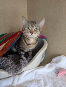 Pet Image